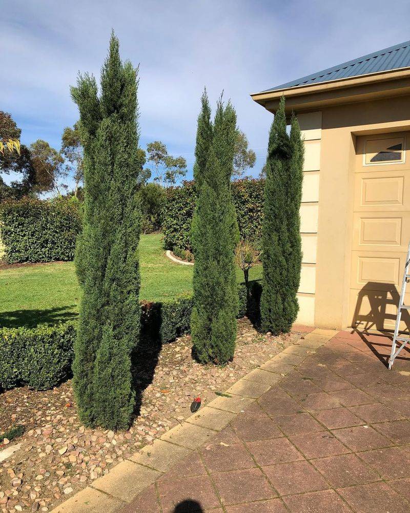 Italian Cypress (Cupressus sempervirens)