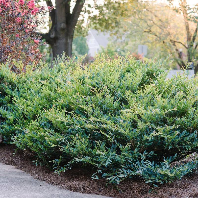 Distylium Stays Glossy And Reliable In Georgia Landscapes