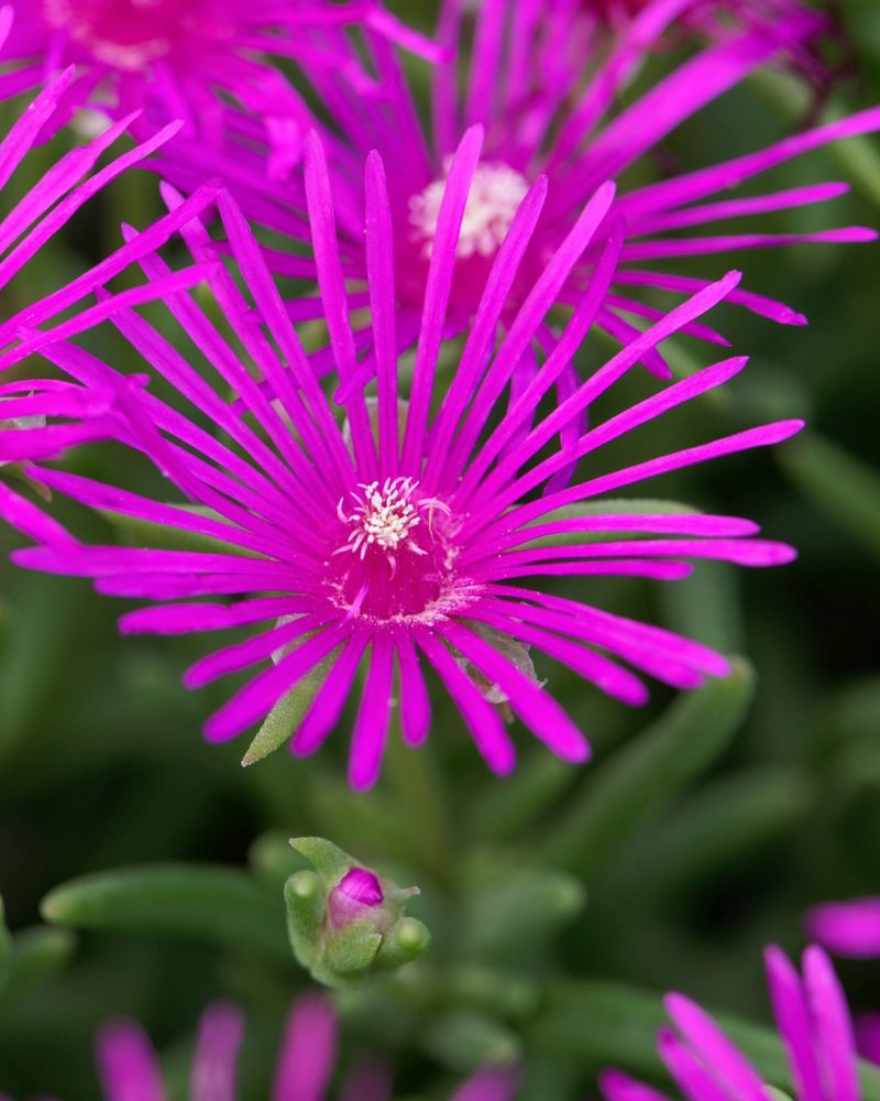 Ice Plant (Carpobrotus edulis)