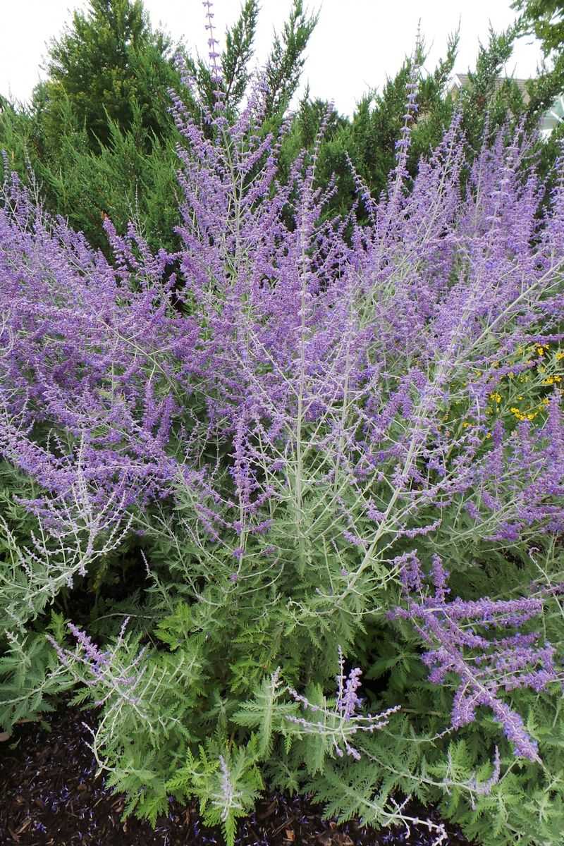 Russian Sage Survives Cold And Summer Heat Alike