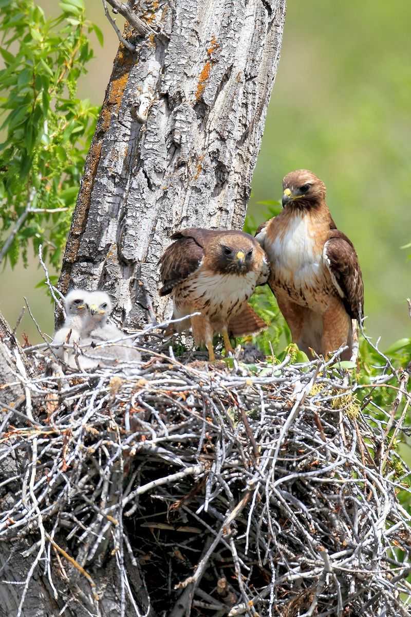More Sightings Often Reflect Healthy Local Ecosystems