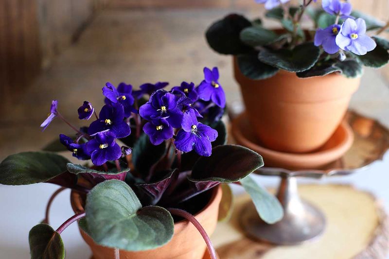 African Violet