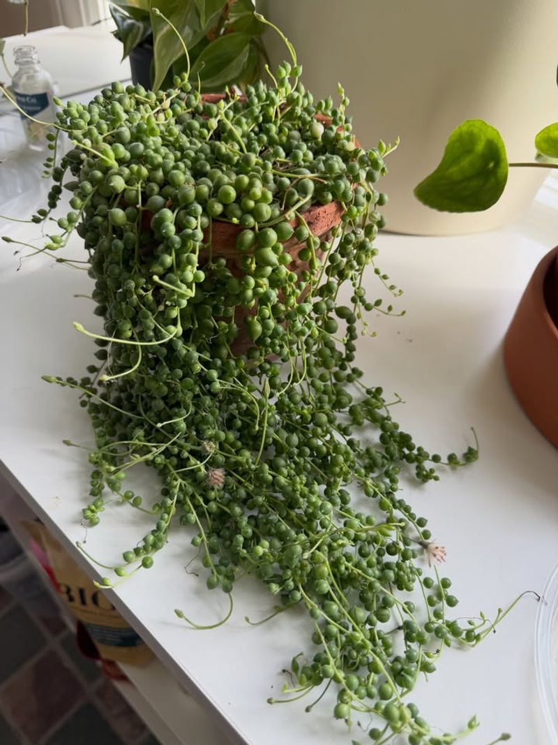 String Of Pearls Is Cute But Not Cat Friendly