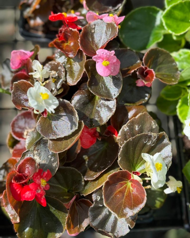 Wax Begonia (Begonia semperflorens)