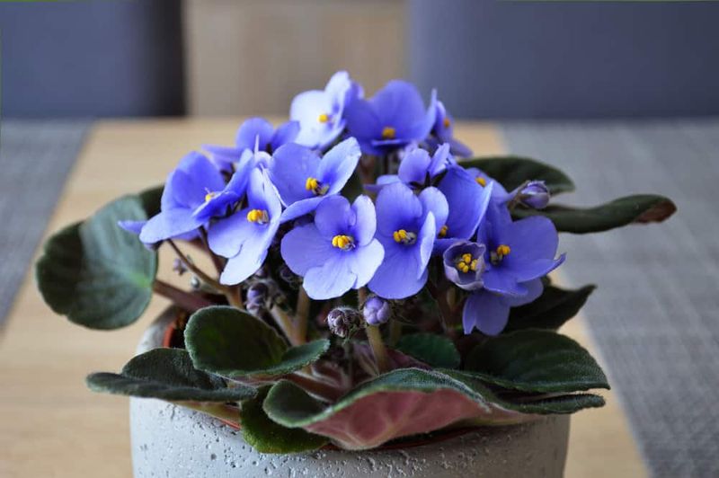 African Violets Create Endless Blooming Cycles