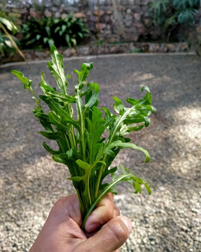 Arugula