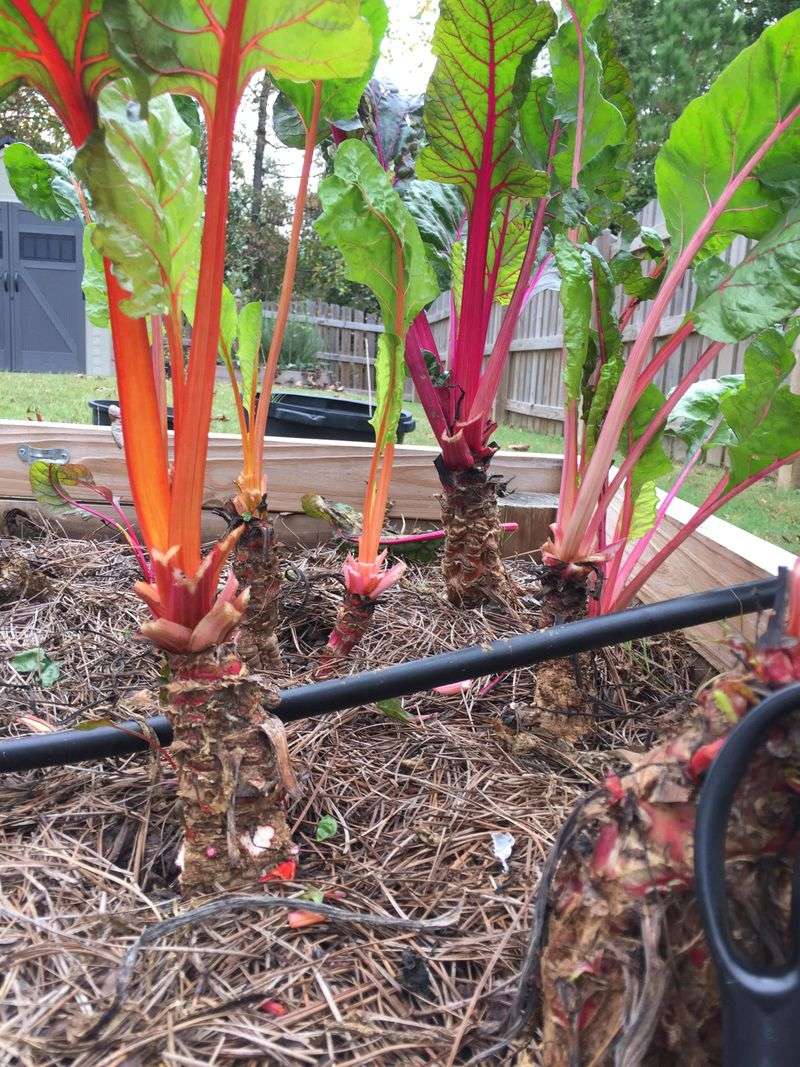 Swiss Chard