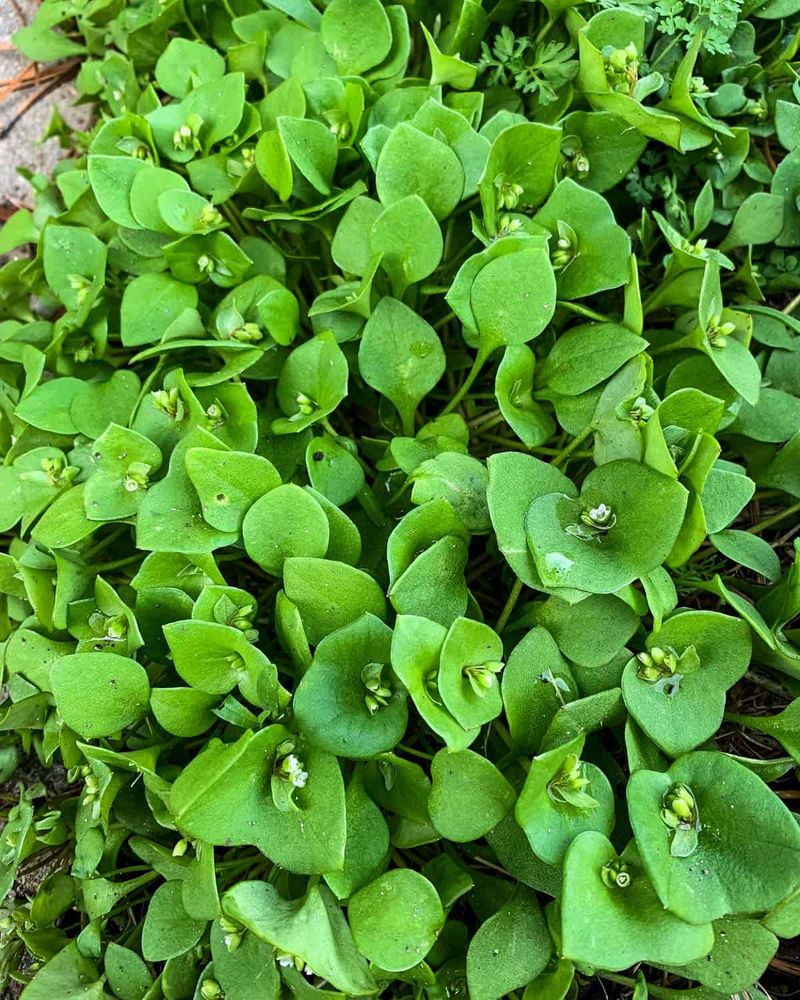 Claytonia (Miner's Lettuce)