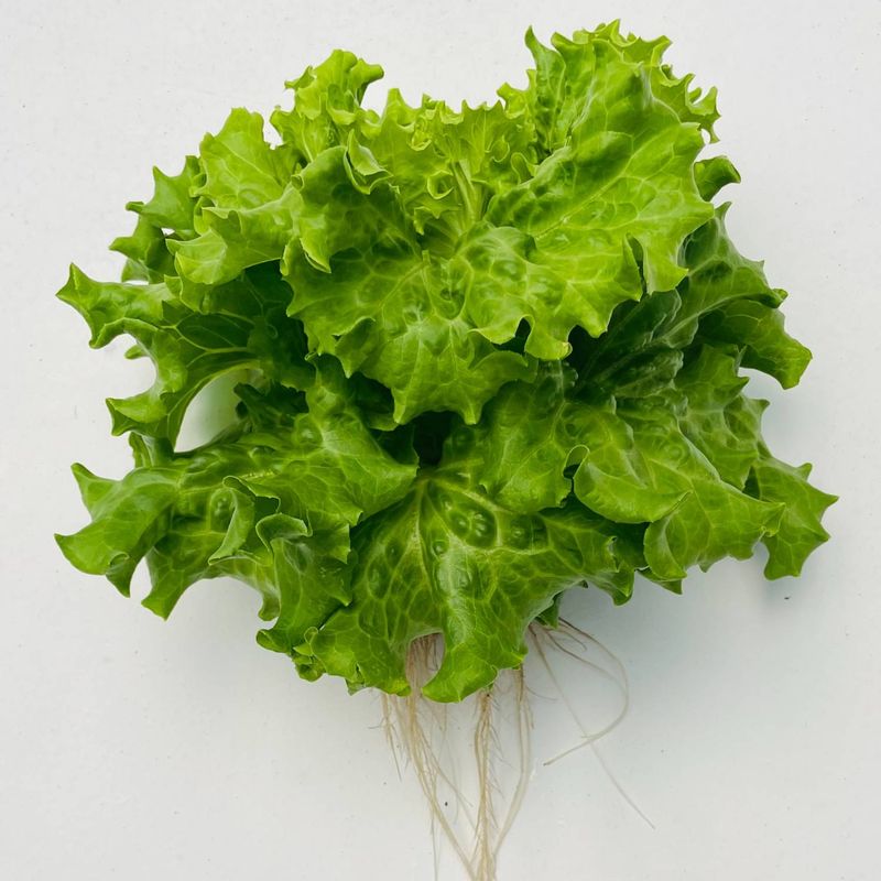 Lettuce (Lactuca Sativa)
