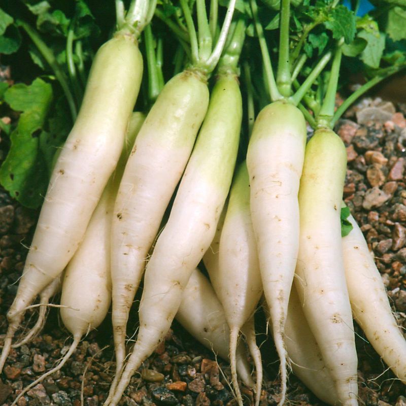 Radish (Raphanus Sativus)