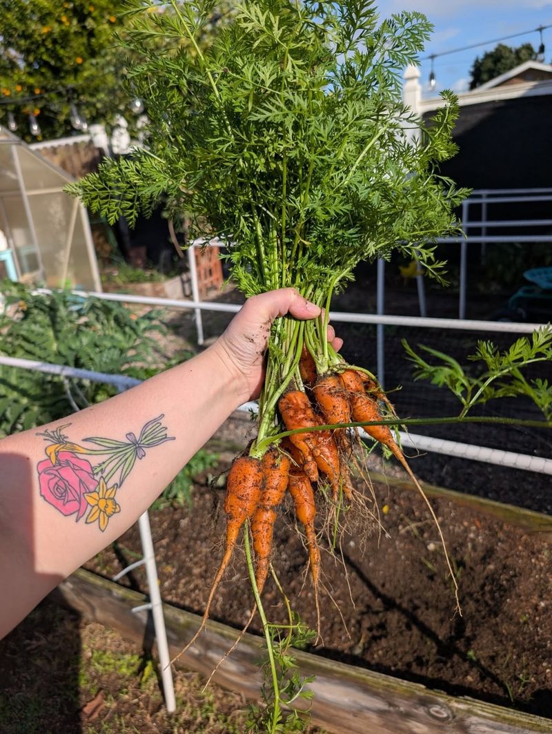 Carrots (Daucus carota subsp. sativus)