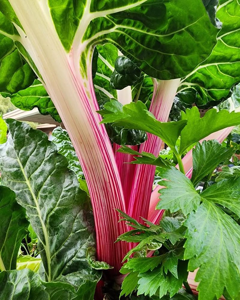 Swiss Chard Performs Well In Containers Before Summer Heat