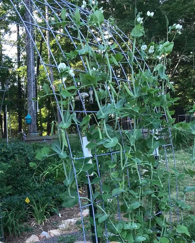 Snap Peas Take Off In Atlanta's Mild Spring Window