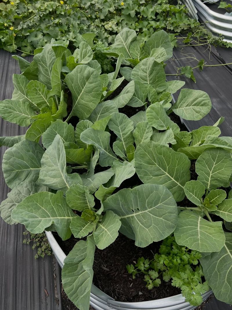 Collards Produce Large Leaves That Tolerate Light Frost