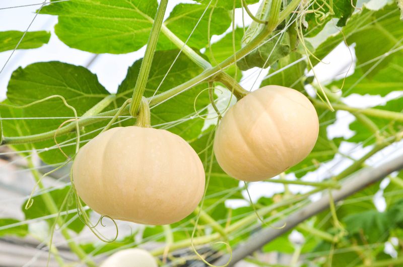 Squash, Winter Butter Lamp F1