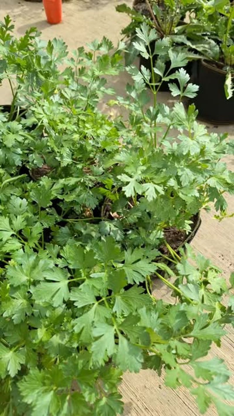 Herbs Like Parsley Benefit From Early Indoor Start