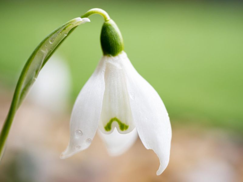 Snowdrops