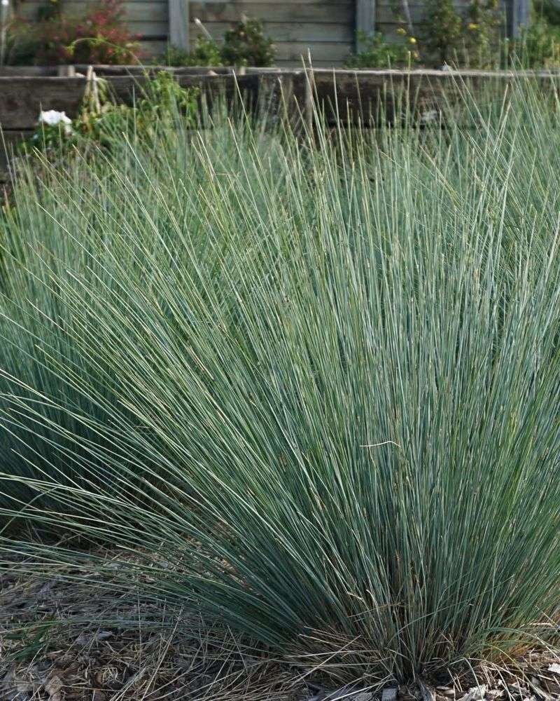Blue fescue (Festuca glauca)