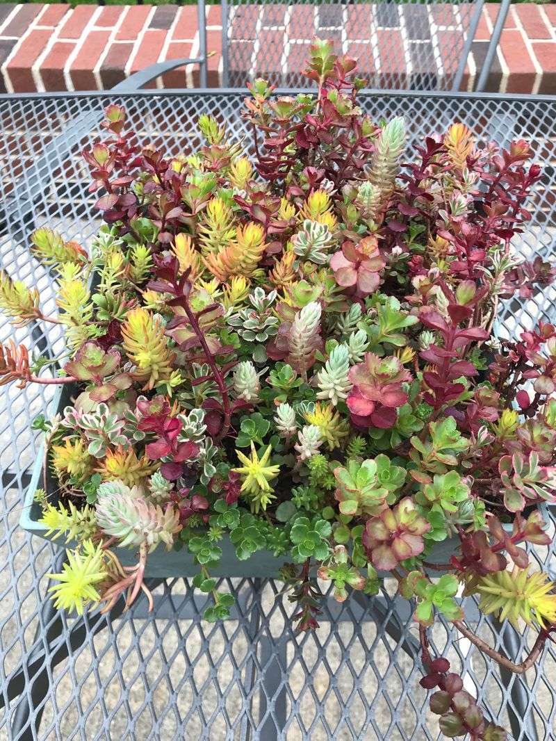 Sedum