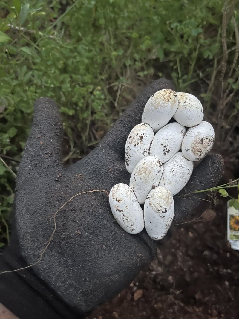 Contact Wildlife Experts If Needed