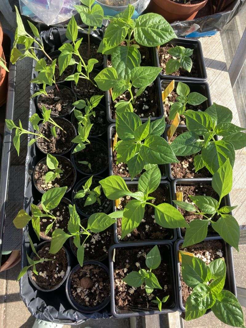 Harden Off Slowly Before Moving Peppers Outside In Georgia