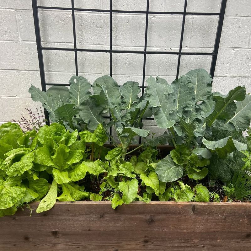 Raise Soil At Least 12 Inches For Better Drainage In Desert Ground