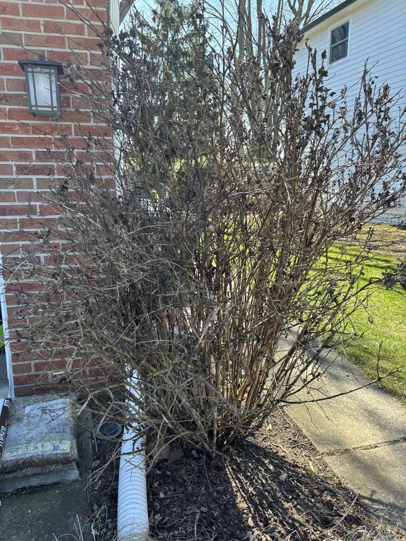 Prune Smart For A Fuller Healthier Shrub