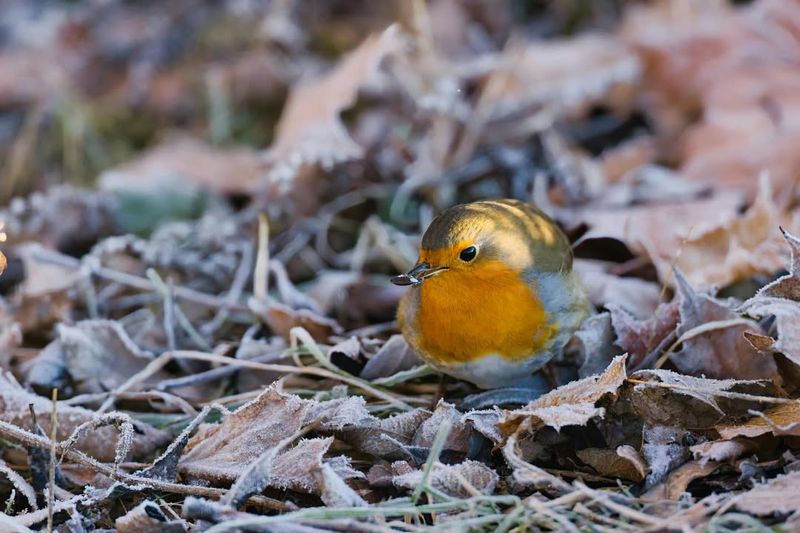 Delay Heavy Garden Cleanup