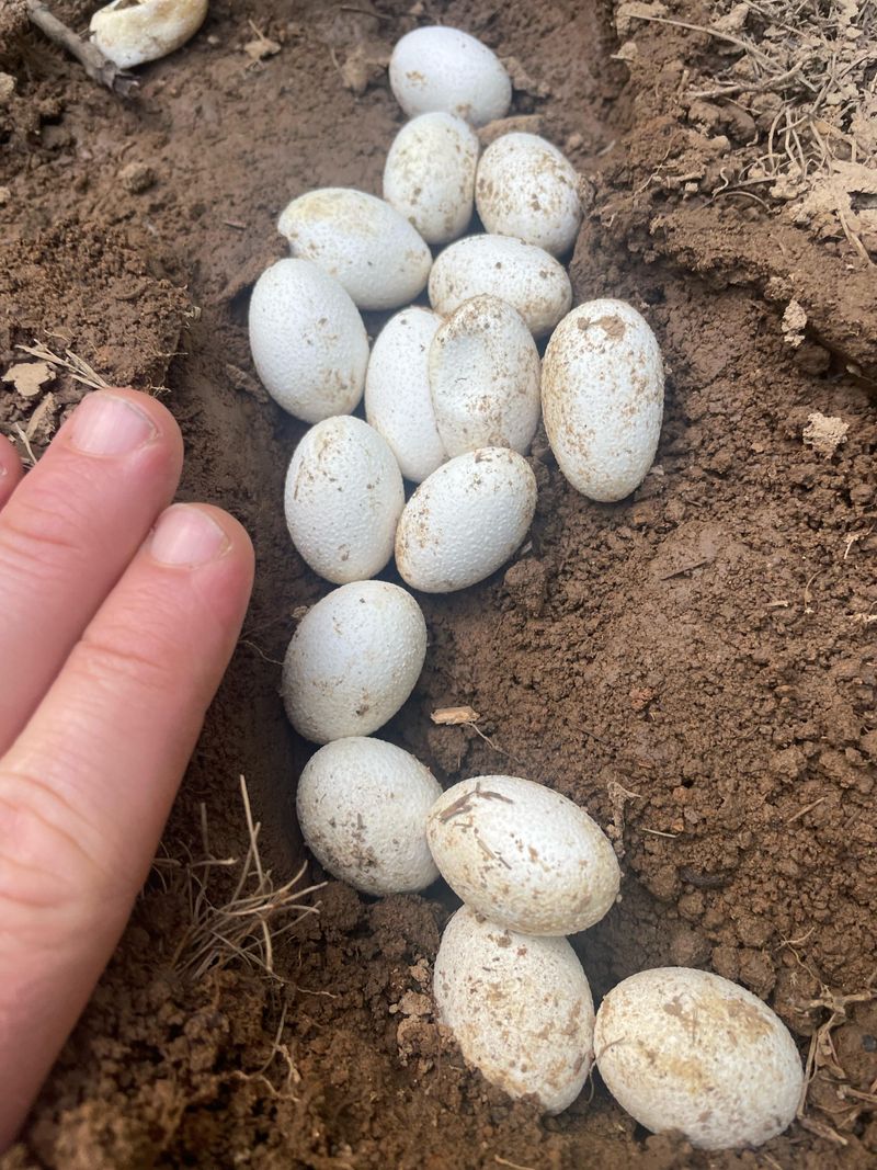 Avoid Touching Or Moving The Eggs