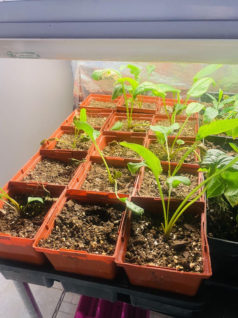Place Seedlings Under Bright Light To Prevent Weak Growth