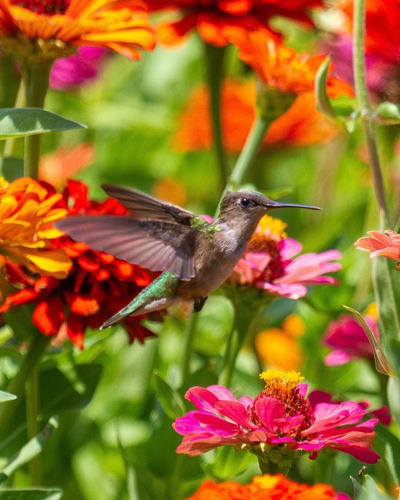 Make Your Garden A Safe Haven