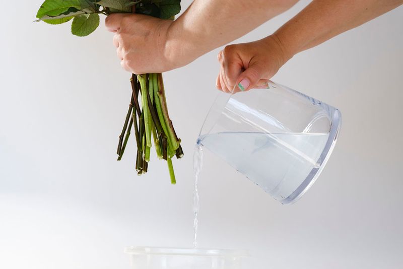 Change The Water Every Two Days