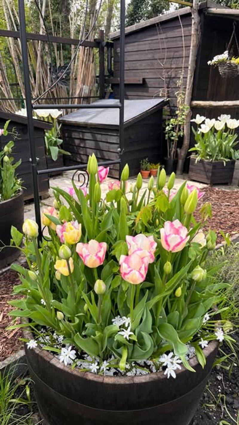 Wait Before Fertilizing Tender Growth