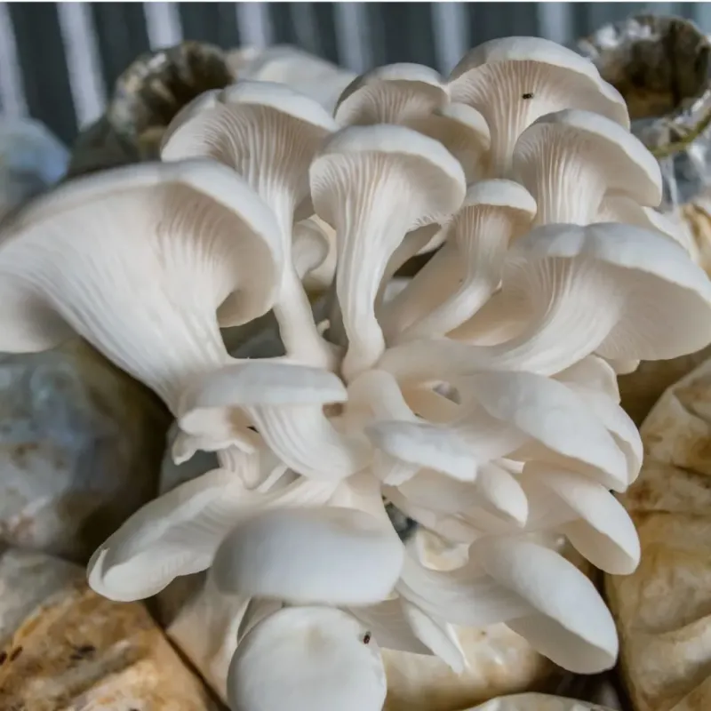 Maintain Moist But Not Saturated Substrate