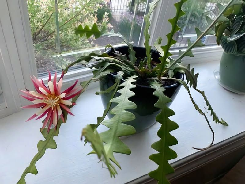 Feed Lightly During Growth