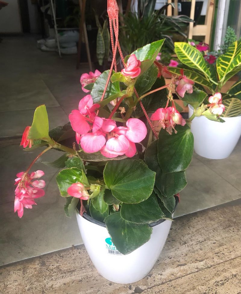 Water Only When The Top Soil Feels Dry