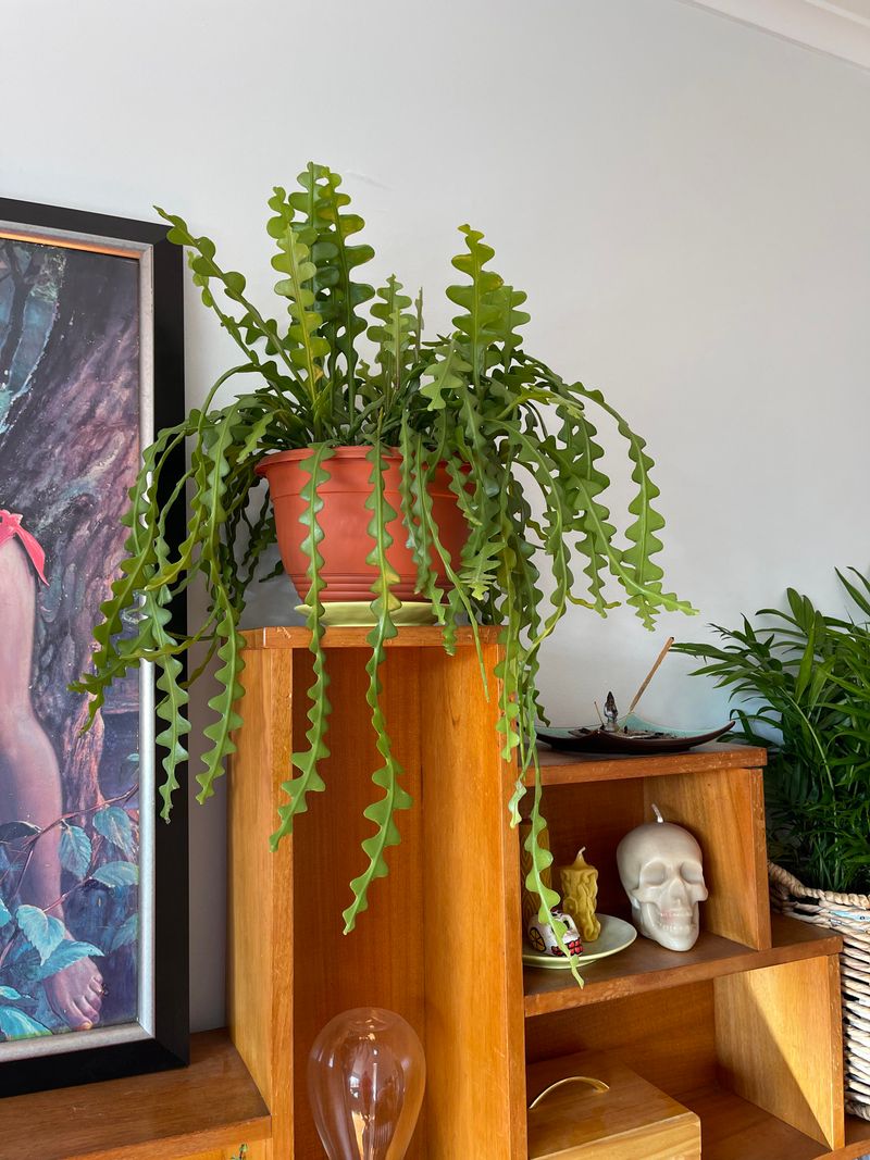 Increase Humidity Gently During Dry Indoor Periods