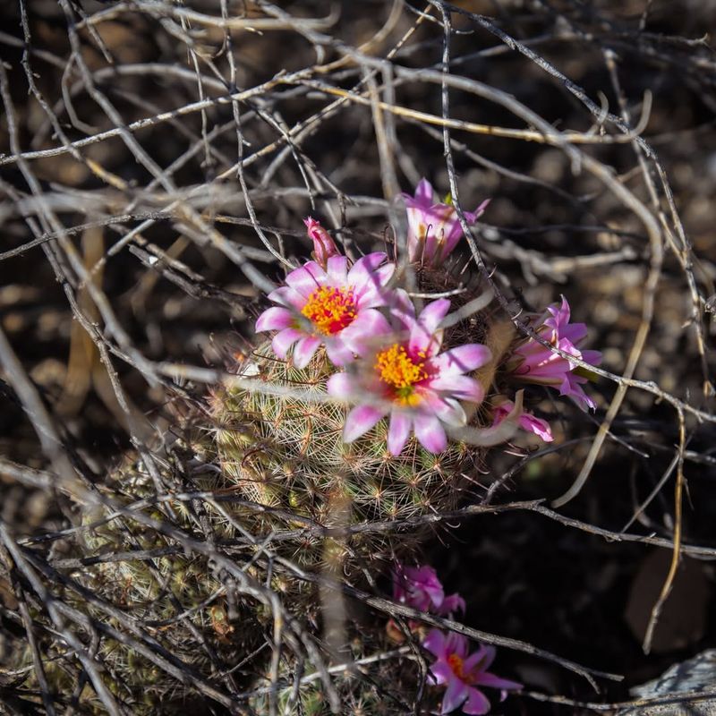 Skip Fertilizer Until Active Spring Growth Begins
