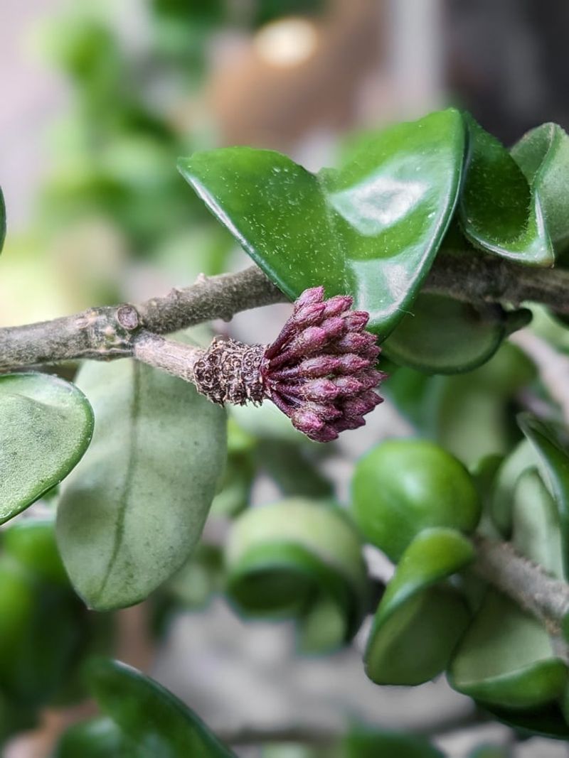 Don’t Move It When Buds Form