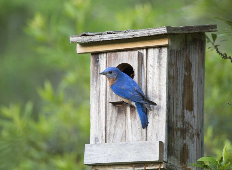 Maintain A Bird-Friendly Habitat