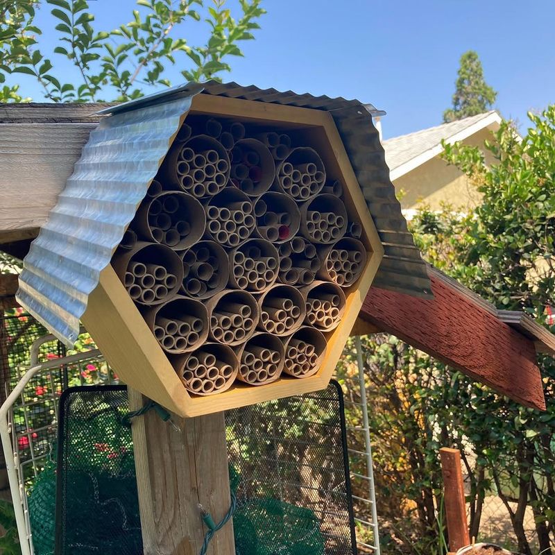 Face Shelters To Morning Sun