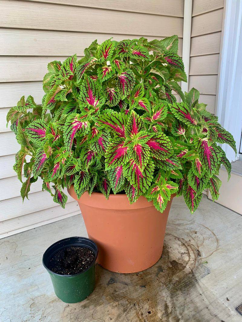 Pinch Back Tips Often To Keep Plants Full And Bushy