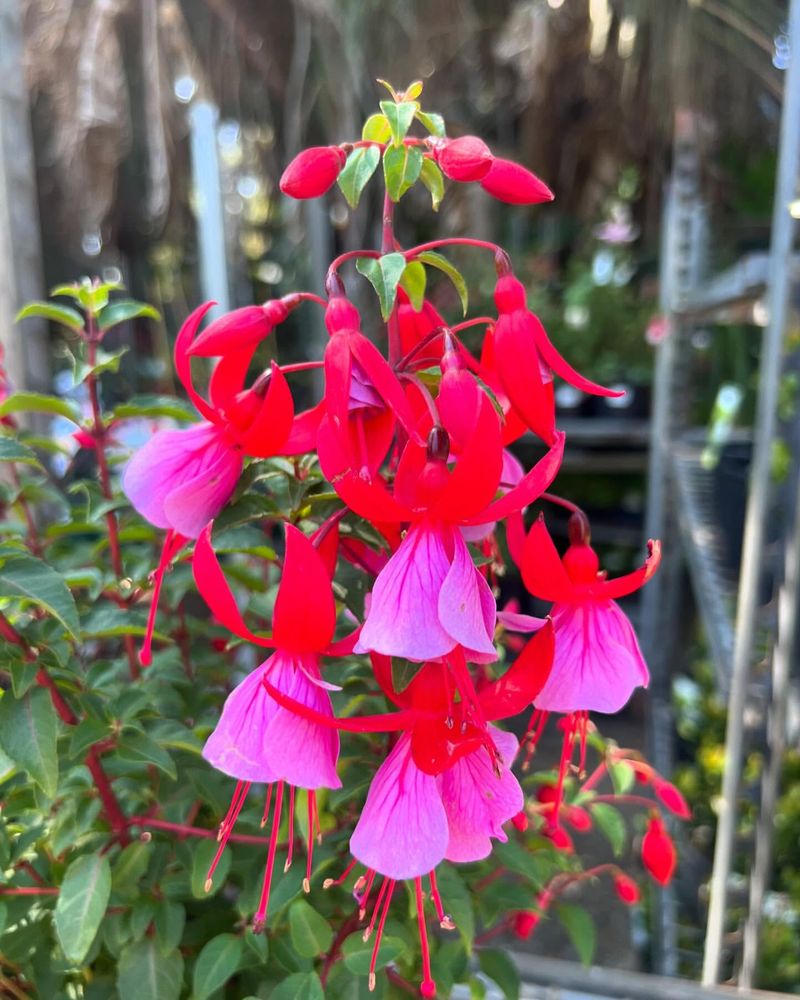 Use Rich, Well-Draining Soil