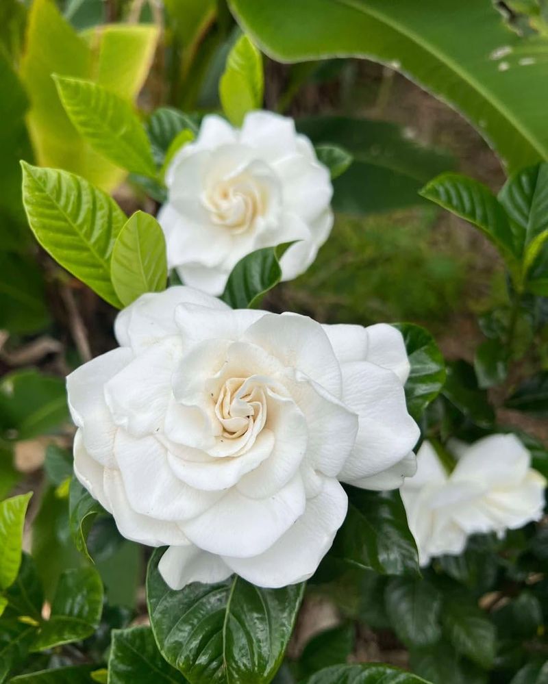 Feed Gardenias At The Right Time Of Year