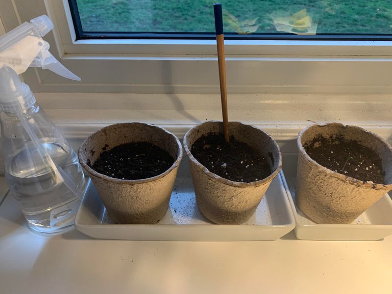 Avoid Overwatering During Cool Indoor Conditions