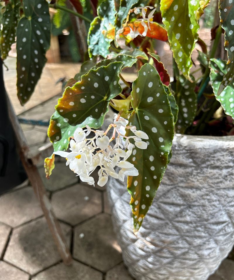 Boost Humidity For Better Bud Formation