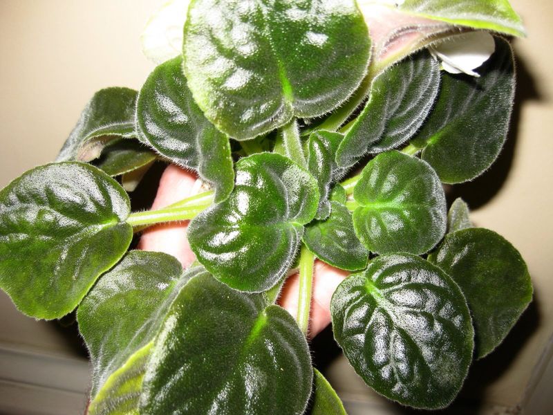 Prune Gradually Not All At Once