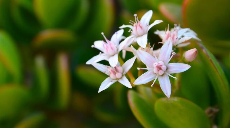 Let Your Jade Plant Get Rootbound