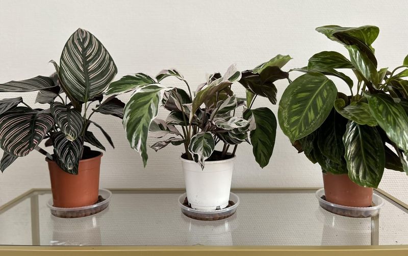 Increase Humidity Without Overcomplicating Care