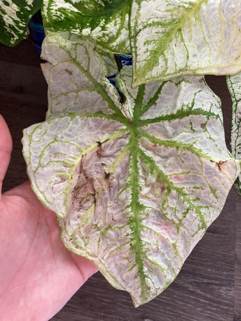 Caladiums Burn In Strong Sun